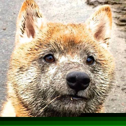 kaiyun登录入口-莫莉·奥卡拉汉持续刷新澳洲荣耀,奥斯卡莫利亚